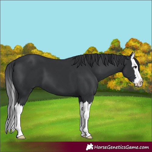Horse Color:Black Splash 