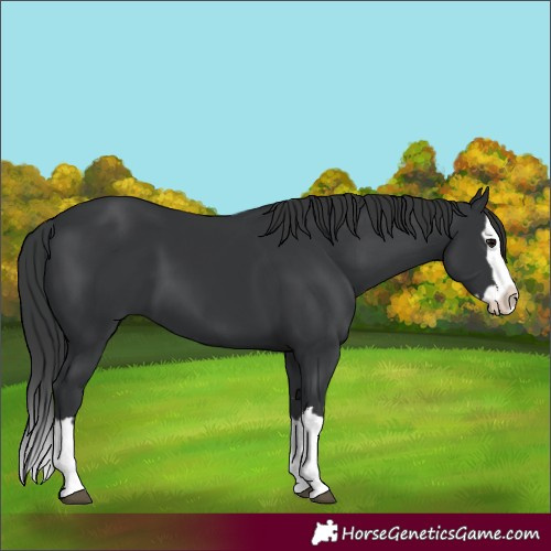 Horse Color:Black Splash 