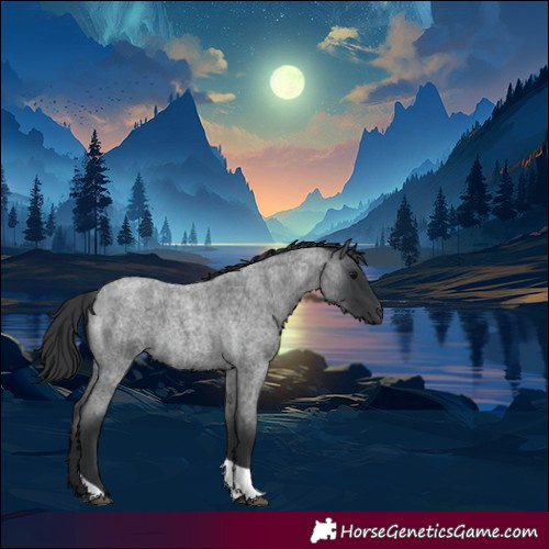 Horse Color:Blue Roan Mushroom Tobiano 