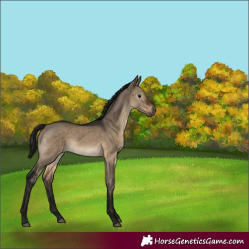 Horse Color:Gray Brown Dun Mushroom Rabicano 