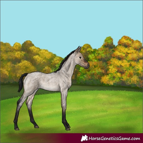 Horse Color:Gray Brown Roan Dun Mushroom 