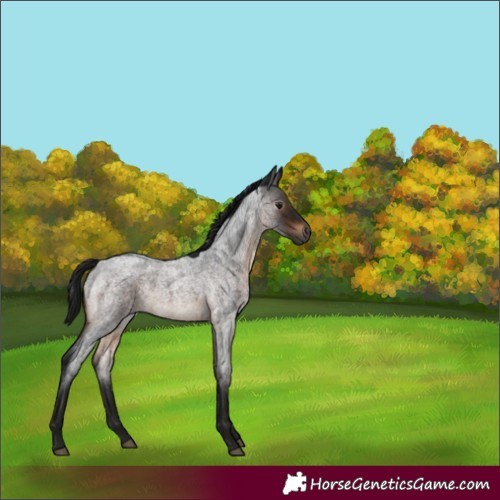 Horse Color:Gray Brown Roan Mushroom Rabicano 