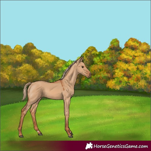 Horse Color:Red Dun 