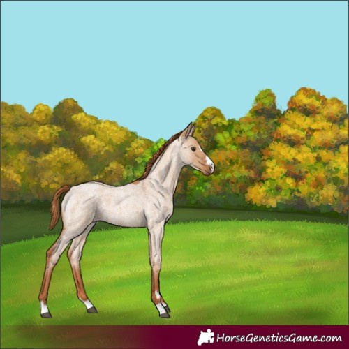 Horse Color:Red Dun Roan 