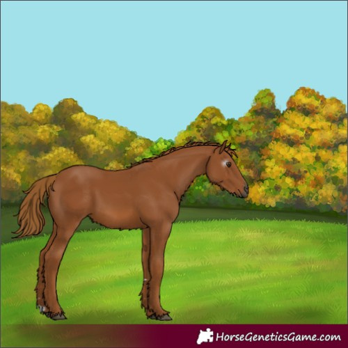 Horse Color:Gray Chestnut 