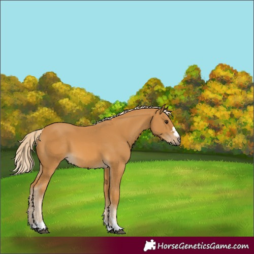Horse Color:Palomino 