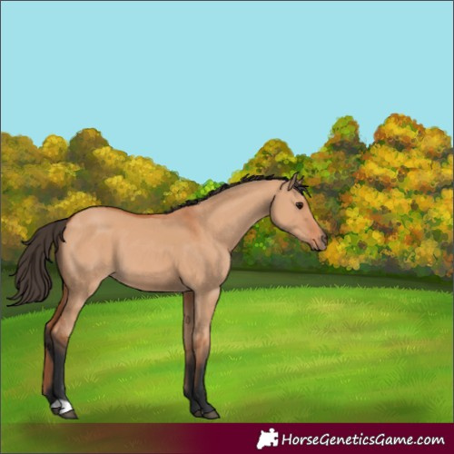 Horse Color:Unknown 