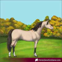 Horse Color:Bay Dun 