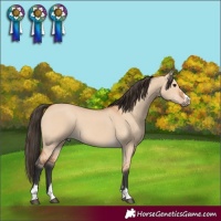 Horse Color:Bay Dun