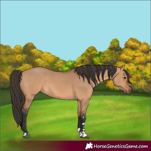Horse Color:Bay Dun 