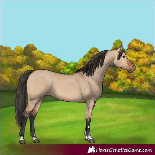 Horse Color:Bay Dun 