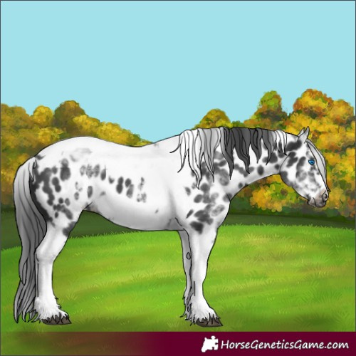 Horse Color:White Spotted Black Splash Tobiano Frame Near Leopard 