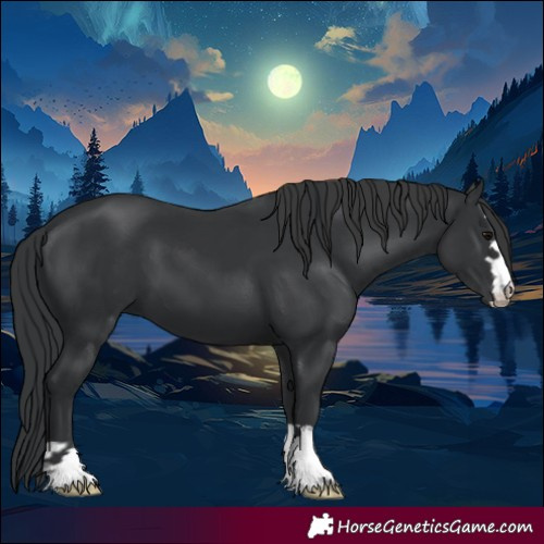 Horse Color:Black  and Black 