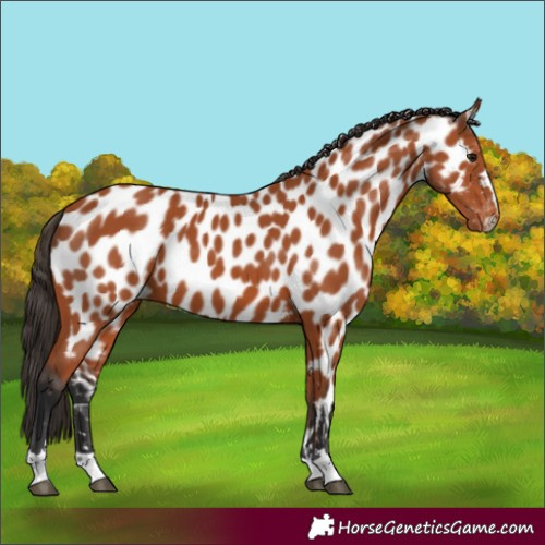 Horse Color:Bay Appaloosa 