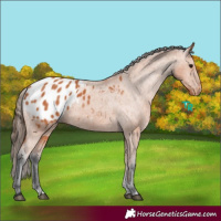 Horse Color:Bay Blanket