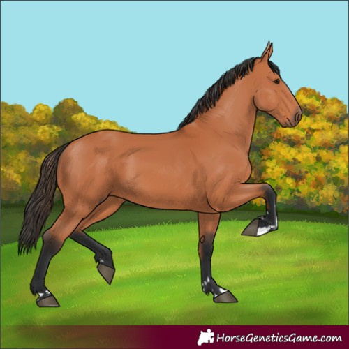 Horse Color:Bay 