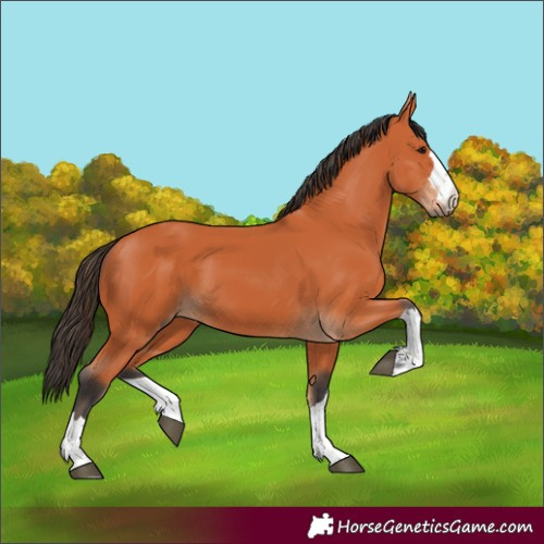 Horse Color:Bay 