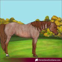 Horse Color:Red Roan 