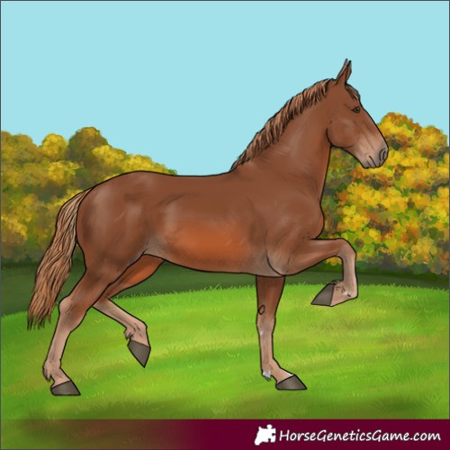 Horse Color:Chestnut 