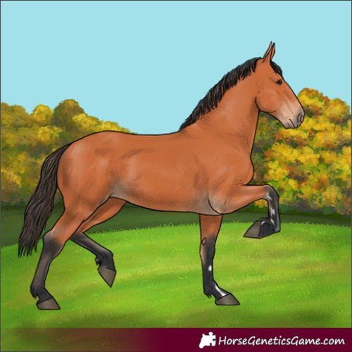 Horse Color:Bay 