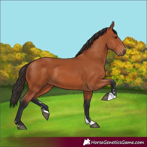 Horse Color:Bay 