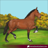 Horse Color:Bay 