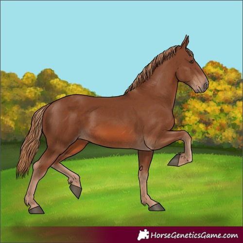 Horse Color:Chestnut Rabicano