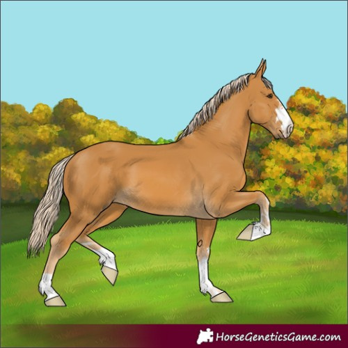 Horse Color:Palomino