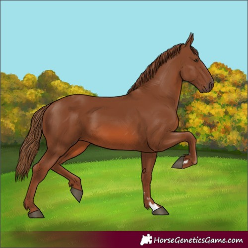 Horse Color:Chestnut 
