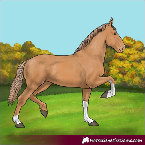 Horse Color:Chestnut Tobiano Appaloosa 