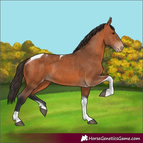 Horse Color:Bay Tobiano Appaloosa