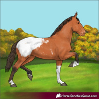 Horse Color:Bay Tobiano Snowcap 
