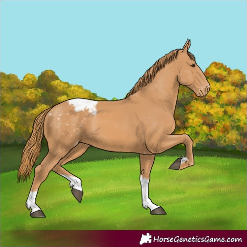Horse Color:Chestnut Tobiano Appaloosa 