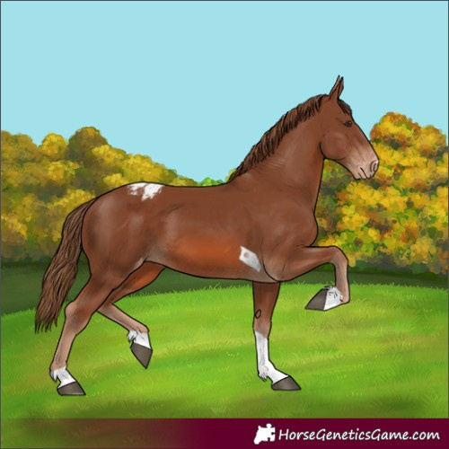 Horse Color:Unknown 
