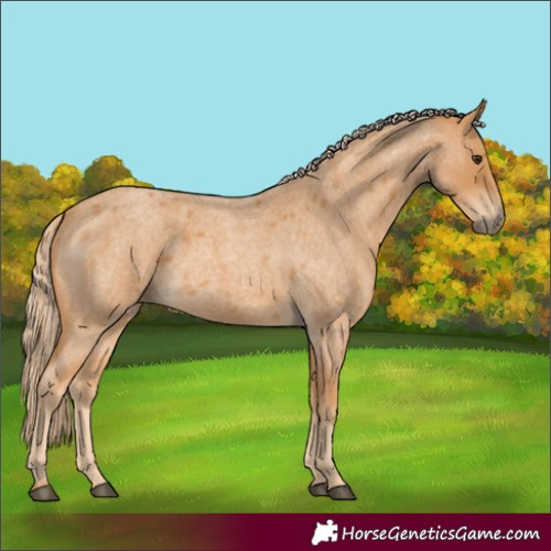 Horse Color:Red Roan 