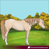 Horse Color:Smoky Black Pearl Splash 
