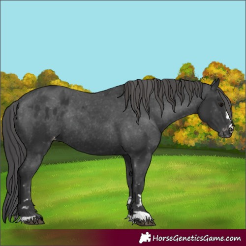 Horse Color:Unknown 