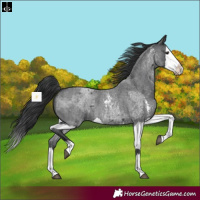 Horse Color:Blue Roan Sabino Splash and Blue Roan Sabino Splash