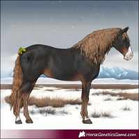 Horse Color:Liver Chestnut Frame Rabicano 