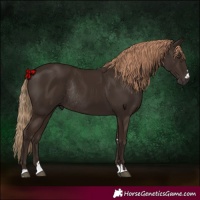 Horse Color:Liver Chestnut Rabicano 