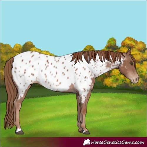 Horse Color:Chestnut Appaloosa 