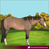 Horse Color:Bay Dun 