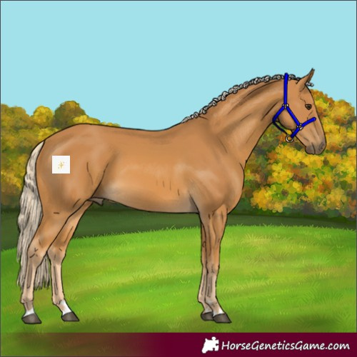 Horse Color:Palomino 