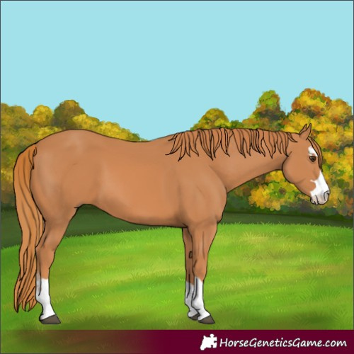 Horse Color:Chestnut 