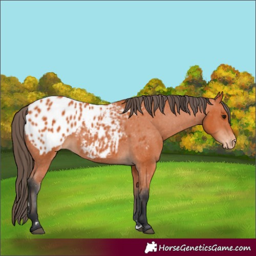 Horse Color:Bay Appaloosa 
