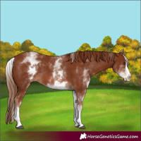 Horse Color:White Spotted Chestnut Splash