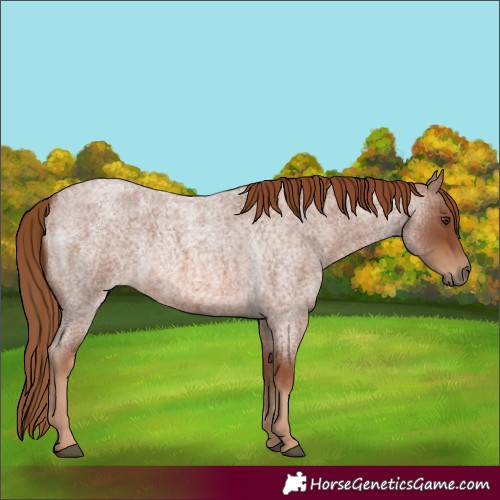Horse Color:Red Roan Rabicano 