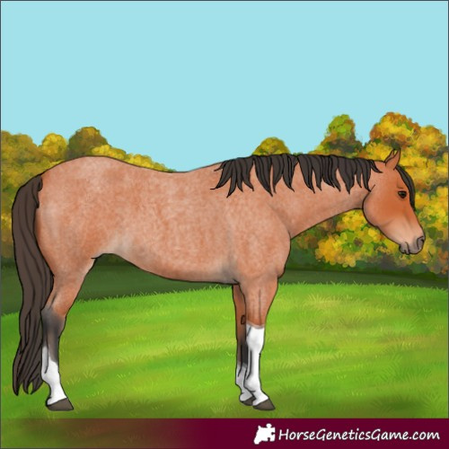 Horse Color:Bay Roan Tobiano 