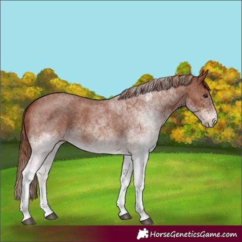 Horse Color:White Spotted Red Roan 