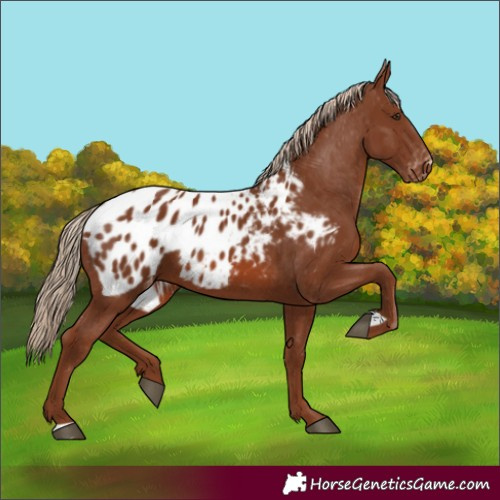 Horse Color:Chestnut Appaloosa